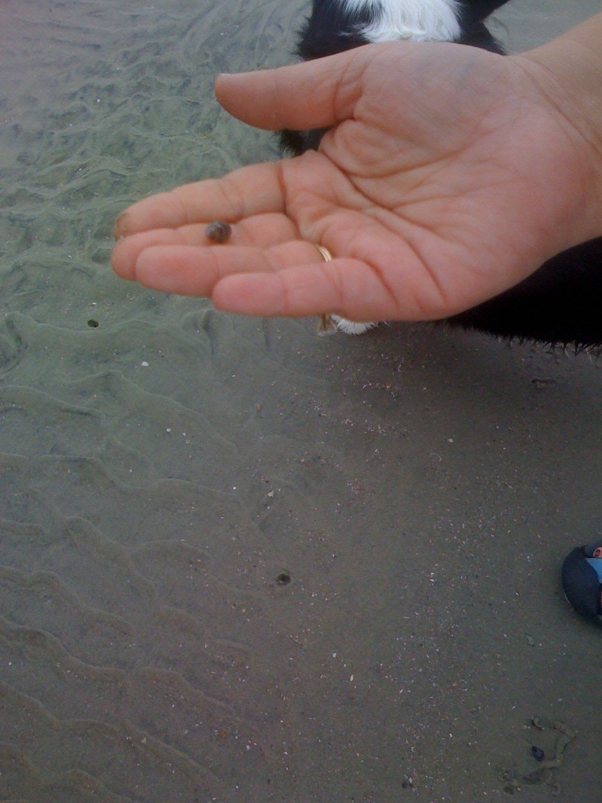 letteredolive2 mystery creature 2. The shells we saw were dark brown or cream colored
